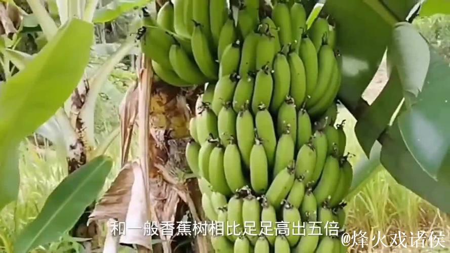 大香蕉免费视频 大香蕉免费视频